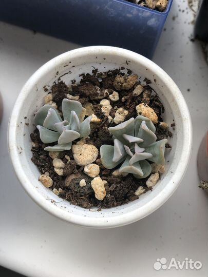 Суккуленты