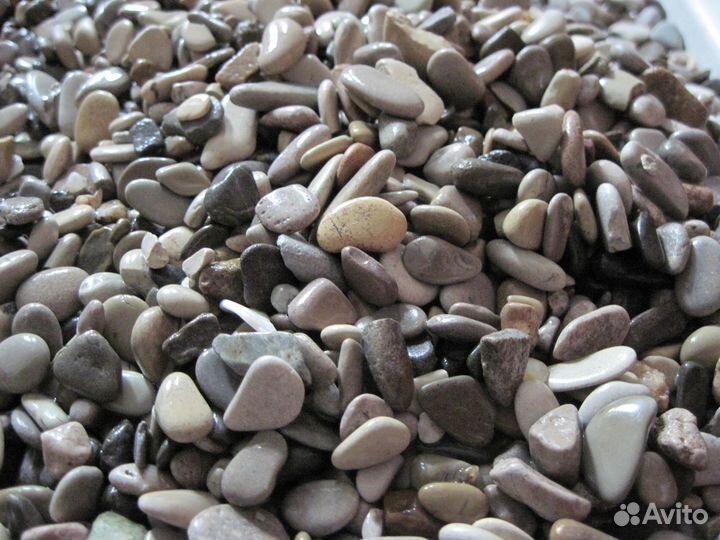 Бирюзовые попугаи Голубая панд и сомики Анциструсы