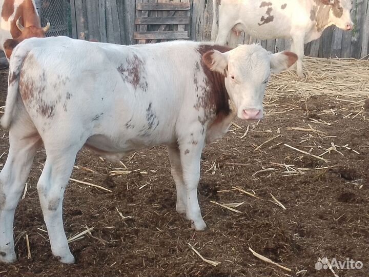 Продам коров и бычков