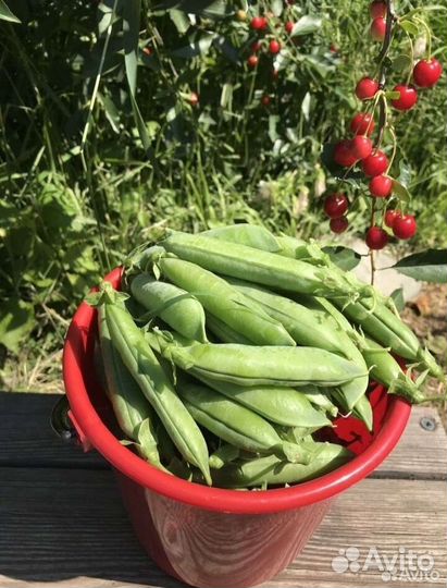 Зелёный горошек