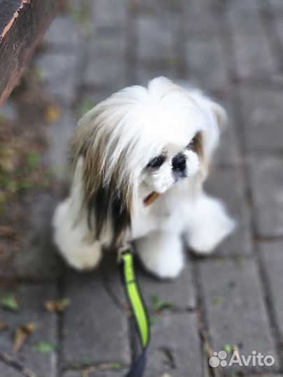 Собака щенок щитцу