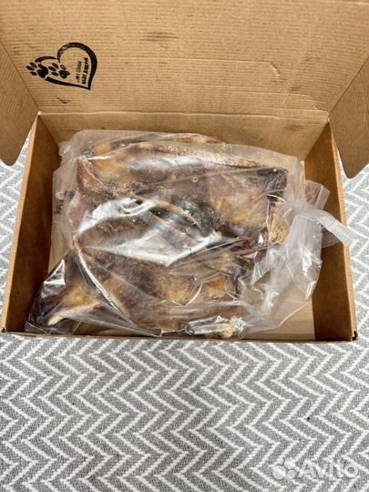 Лопаточный хрящ