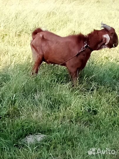 Продам козочку и двух Козлов