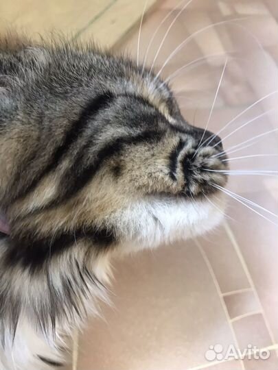 Шикарная кошечка мейнкун в разведение