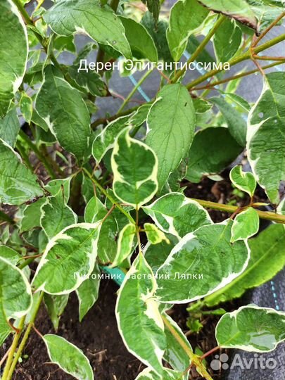 Дерен Элегантиссима 2х летний