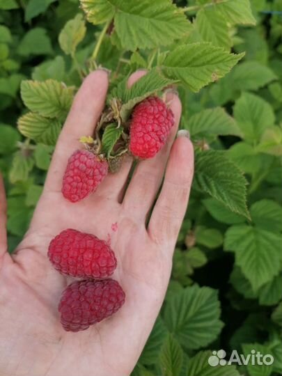 Малина разные сорта