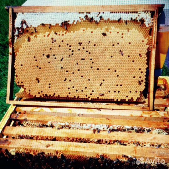 Пчеломатки Карника и Бакфаст