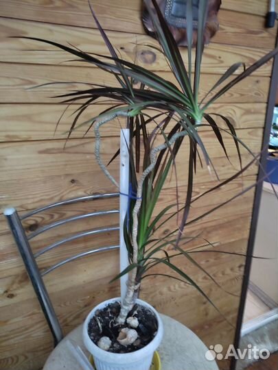 Пальма драцена