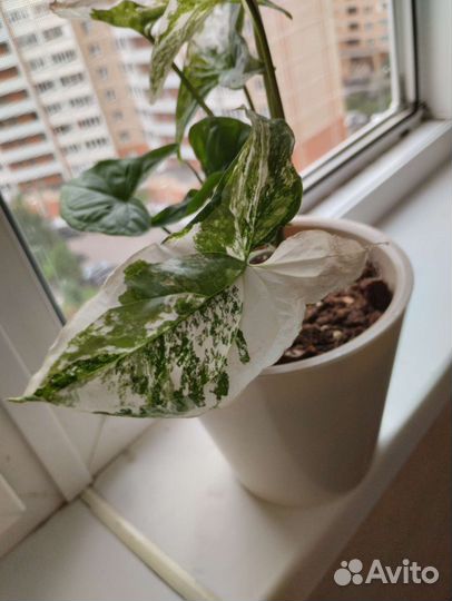 Комнатные растения