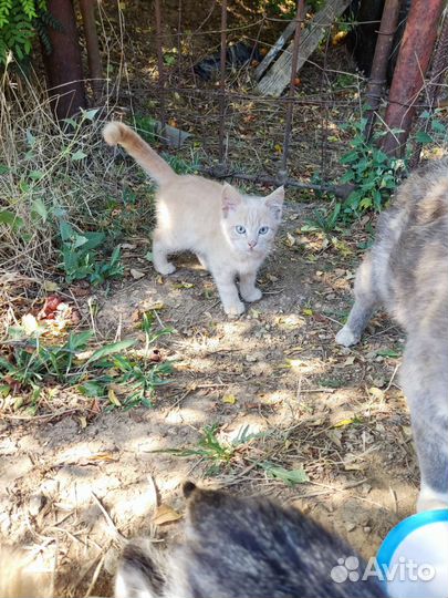 Котята бесплатно
