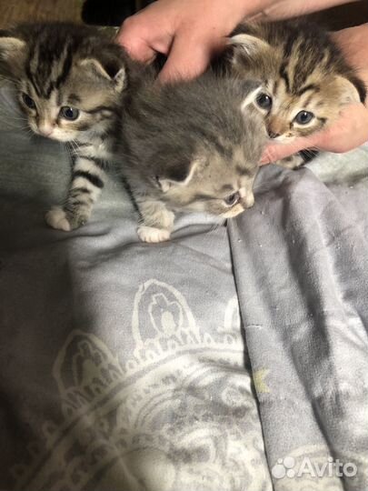 Котята в добрые руки бесплатно