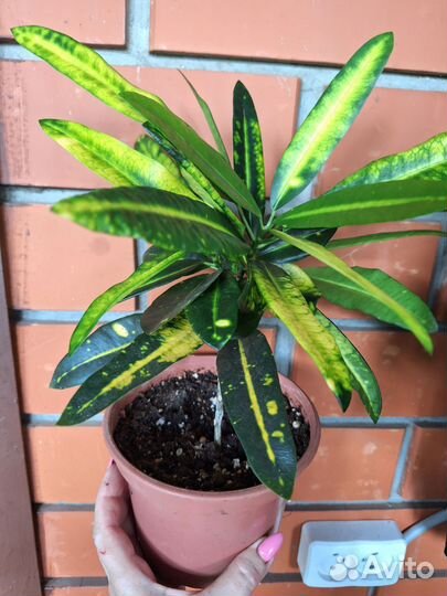 Кодиеум кротон