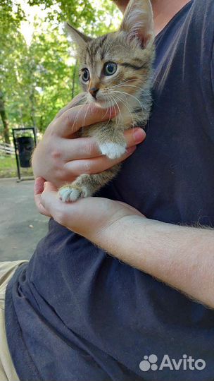 Котёнок кошка