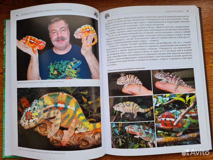 Хамелеоны Пантеровые