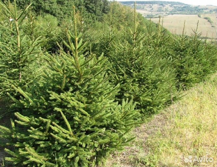 Ель из питомника