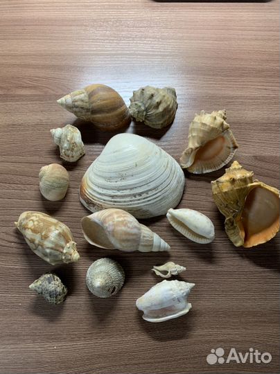 Ракушки с Красного моря для аквариума