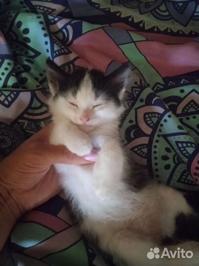 Котята в добрые руки бесплатно