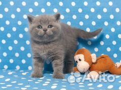 Шотландские плюшевые котята объявление продам