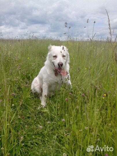 Дрессировка собак