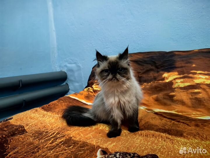 Гималайская кошка