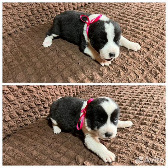 Щенки сао алабай