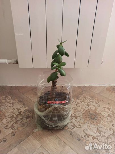 Толстянка, денежное дерево