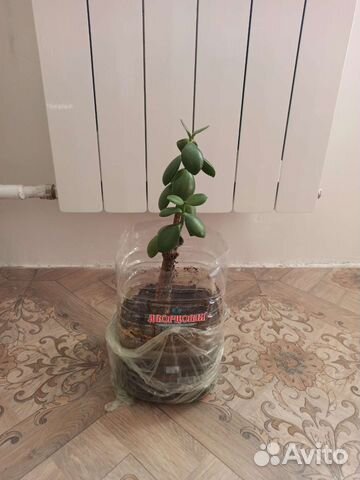 Толстянка, денежное дерево