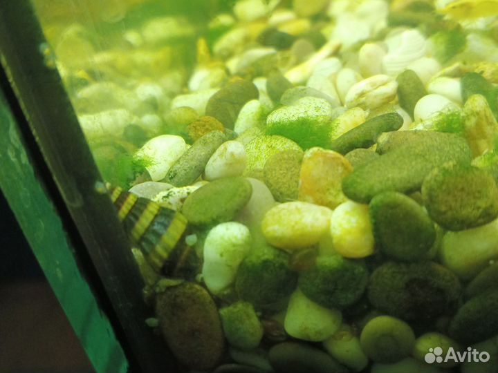 Улитка хелена