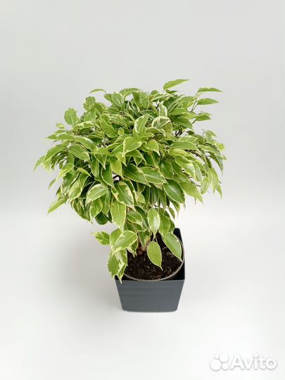 Фикус Бенджамина Экзотика