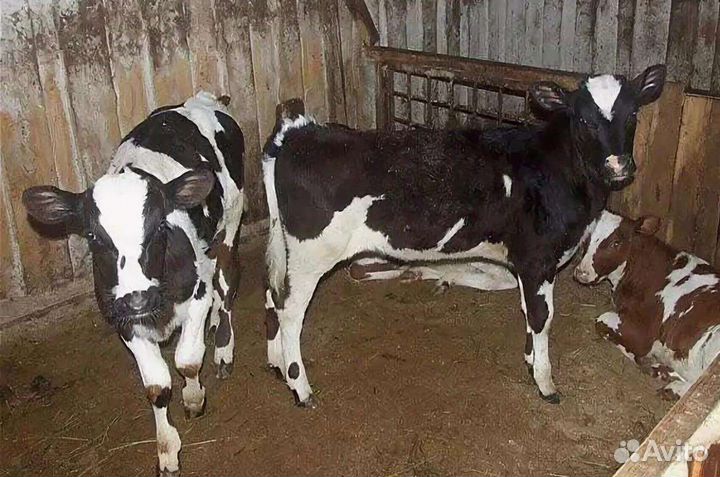 Бычки и телята