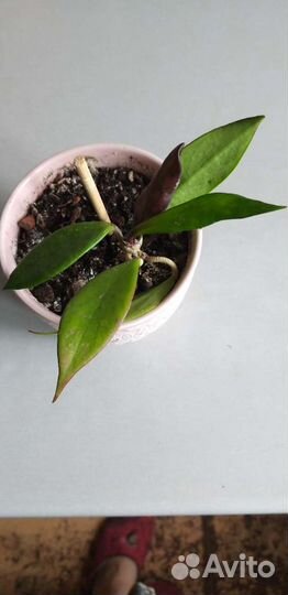 Хойя пубикалис Rojal Hawiian Purple,Хойя обовата