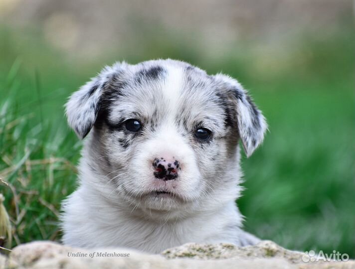 Щенок вельш корги