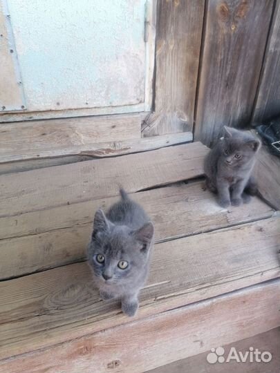 Котята будущие мышеловы