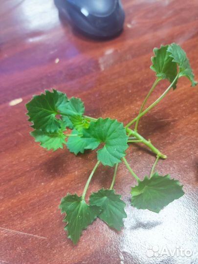 Кампанула махровая, невеста махровая