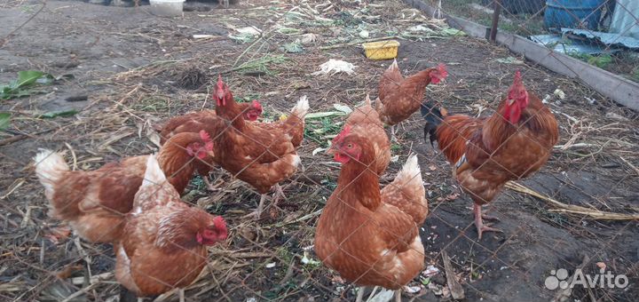 Куры несушки молодки