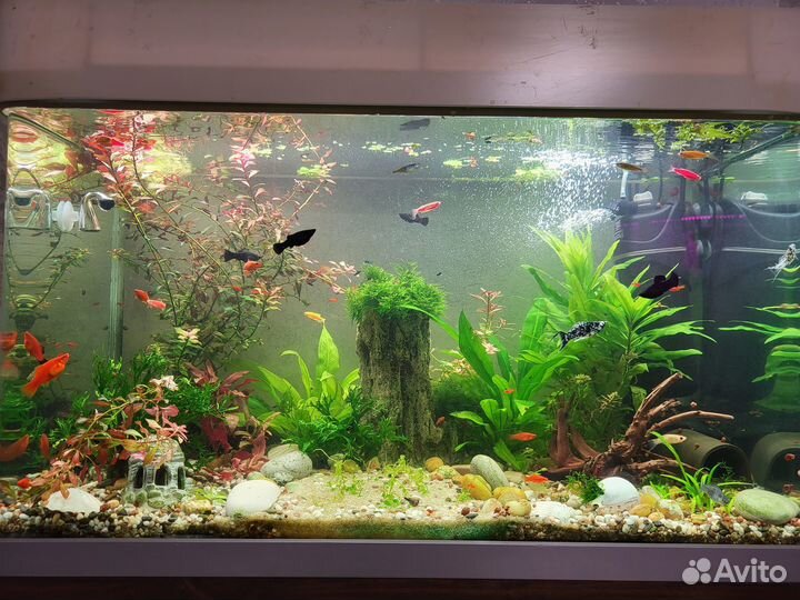 Аквариумные рыбки, креветки и растения