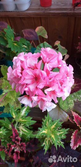 Пеларгония герань