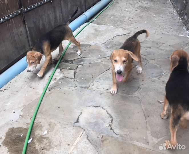 Продаются щенки русской гончей