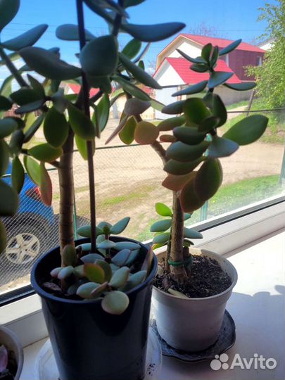 Толстянка(денежное дерево)