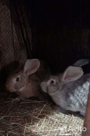 Кролики на доращивание