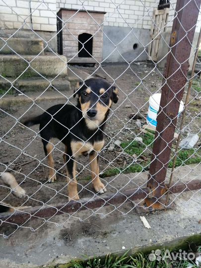 Отдам бесплатно щенки