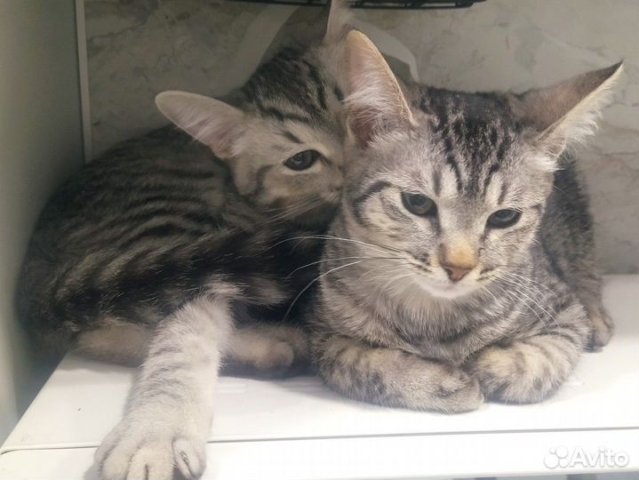 Кошка в дар