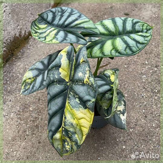 Алоказия Silver dragon variegated aurea