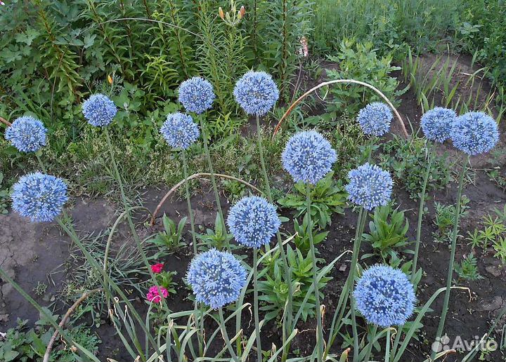 Садовые цветы многолетники