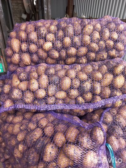 Продам картофель оптом