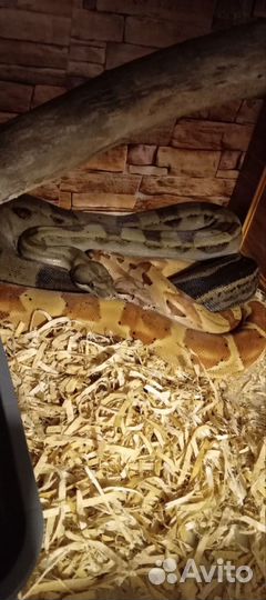 Удав императорский