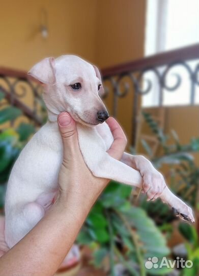 Щенки левретки