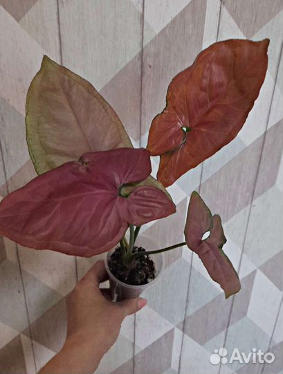 Сингониум Орм Нак