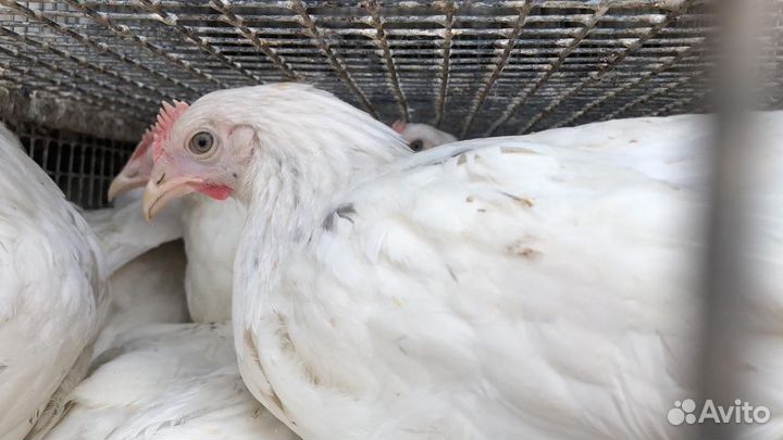 Куры Несушки