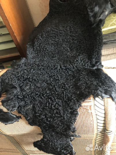 Песец, каракуль